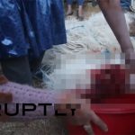 【閲覧注意】新年を祝うため、ラマを生贄として捧げるグロ動画。