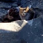 【閲覧注意】悲惨な末路。ISISテロリストが野良猫に食われるグロ動画。