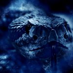 【閲覧注意】ヘビを見つけたとき、専門家に頼らないとこうなる。