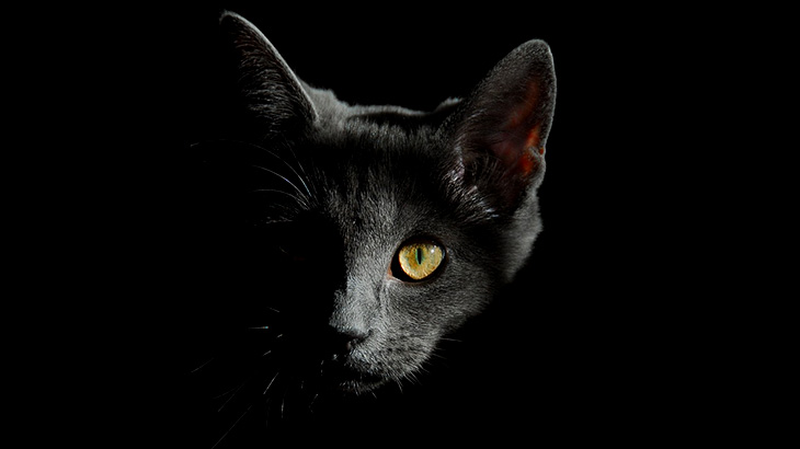 【閲覧注意】ISISテロリストの死体。それを食べて生きながらえる野良猫。