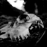 【閲覧注意】死んでから数日経った野生動物。その体にはビッシリと･･･。