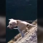 犬の首を吊って殺す男たちの動画。