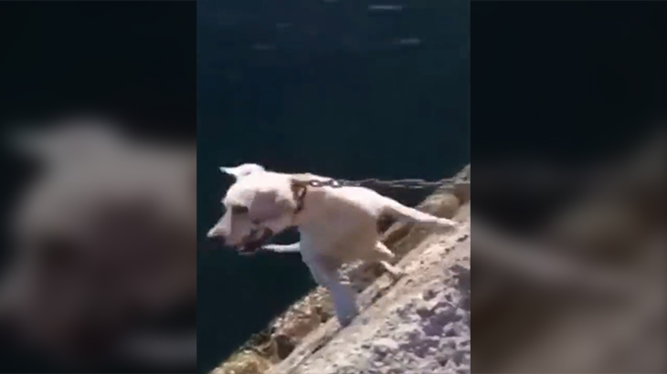 犬の首を吊って殺す男たちの動画。