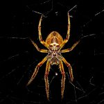 【閲覧注意】クモに咬まれた結果 → 大量の膿。