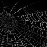 【閲覧注意】”クモ恐怖症” の人は絶対見ない方が良い映像。