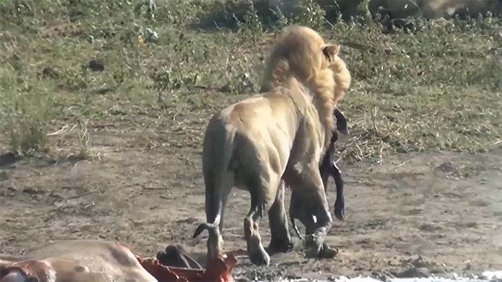 【閲覧注意】バッファローを仕留めたライオン、腹から子供を引きずり出して食べるグロ動画。