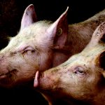 【閲覧注意】豚の屠殺場。地獄のようなグロ動画。