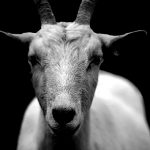 【閲覧注意】これは祭り？ただひたすらヤギを斬首するグロ動画。