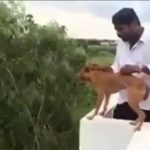 なぜこんなことを。屋上から犬を放り投げる動画。