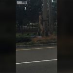 ドラッグで別の世界を見ている男、木とセ●クスする動画。