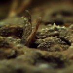 【閲覧注意】背中からオタマジャクシを出産するカエルのグロ動画。