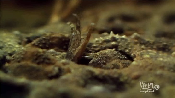 【閲覧注意】背中からオタマジャクシを出産するカエルのグロ動画。