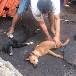 【閲覧注意】犬市場。殺したあとにバーナーで毛を削ぎ落とすグロ動画。