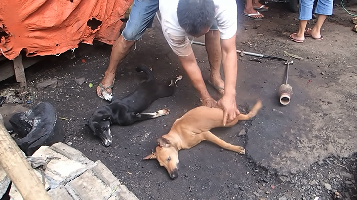【閲覧注意】犬市場。殺したあとにバーナーで毛を削ぎ落とすグロ動画。