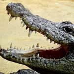 “ワニの口に頭を突っ込む” ショーで観客にトラウマを植え付ける映像。