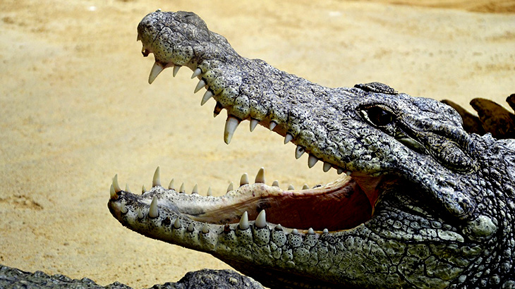 “ワニの口に頭を突っ込む” ショーで観客にトラウマを植え付ける映像。