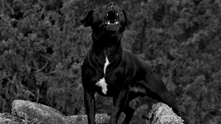 飼育してた犬たちに ?食い殺される? なんて想像もしない。