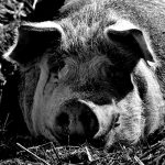 豚を殺処分する方法。中国の場合。