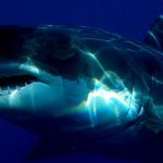 【閲覧注意】サメに襲われた人々。まとめグロ動画。