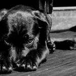 【閲覧注意】中国で毎年開催される「犬肉祭り」のグロ動画。