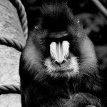 動物園のサル、女性客の前で “オ●ニー” を披露。女性客は大興奮。