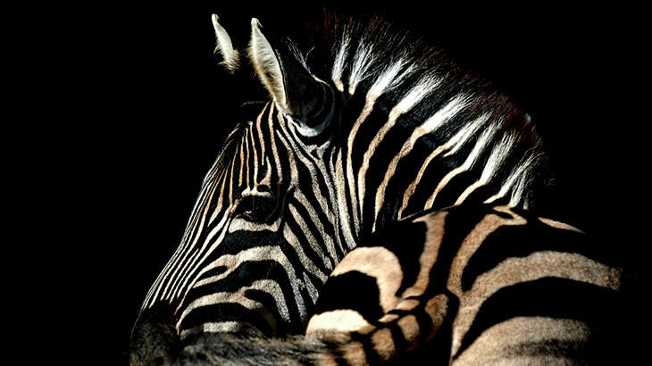 【閲覧注意】たくさんのワニがいる川を渡ろうとしたシマウマの末路･･･。