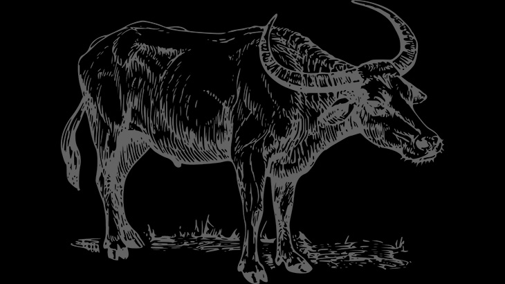 【閲覧注意】水牛はその気になれば人間を “秒殺” することができる。