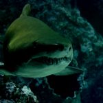 DQN「サメいるやん！捕まえたろ！」→ 咬み付かれて負傷。