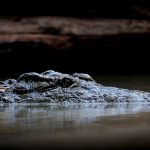 【閲覧注意】ワニが人間の死体を咥えながら泳ぐ恐ろしい光景。