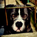 体の大きなピットブルが子犬を襲う映像。この犬は早く免許制にした方がいい。