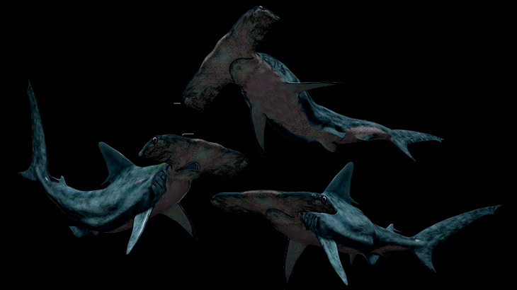 海外のDQN、サメにとんでもない虐待をして炎上。