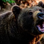 【閲覧注意】クマに “食べられる” 人間のグロ動画が怖すぎる･･･。