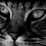 【閲覧注意】小学生の女の子が “猫を叩きつけて殺す” グロ動画をアップして炎上。