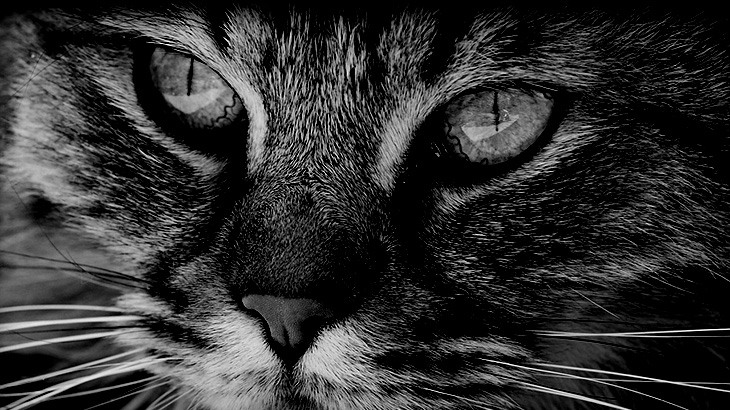 【閲覧注意】小学生の女の子が ?猫を叩きつけて殺す? グロ動画をアップして炎上。