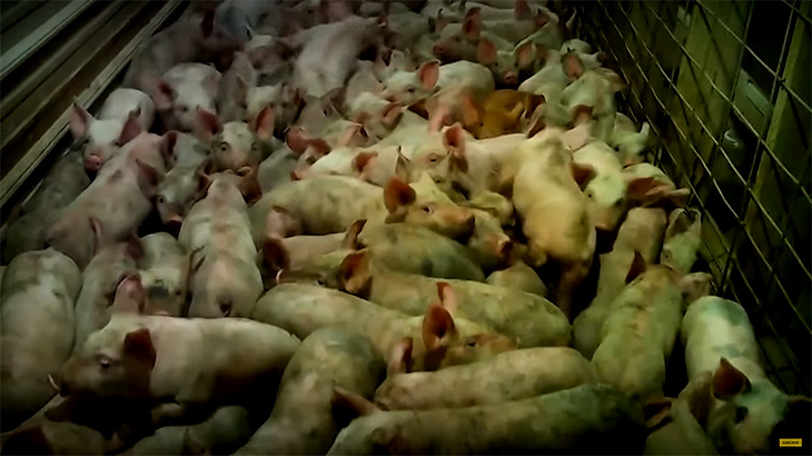 【閲覧注意】動物愛護団体がアップしたグロ動画。豚肉、鶏肉、タマゴができるまで。