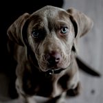 【閲覧注意】犬好きの人は見ないほうがいい。犬を殴り殺すグロ動画。