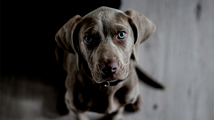 【閲覧注意】犬好きの人は見ないほうがいい。犬を殴り殺すグロ動画。