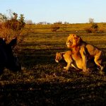 サイ「いちゃついてんじゃねーよ！」ライオンの交尾を邪魔するサイ。