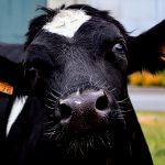 【閲覧注意】5頭の牛を素手で押し倒し、ナイフで殺すグロ動画。