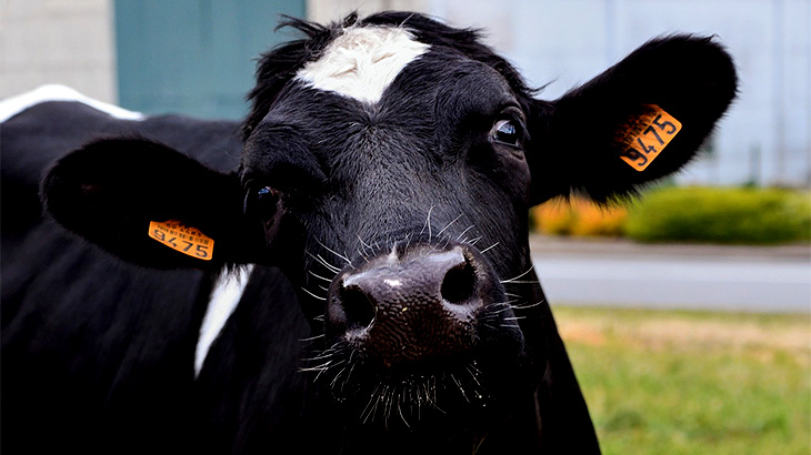 【閲覧注意】5頭の牛を素手で押し倒し、ナイフで殺すグロ動画。