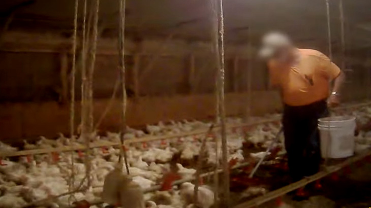 【閲覧注意】マクドナルドの闇。チキンナゲット食べられなくなりそうなグロ動画が流出。