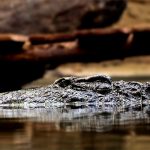 シャーマンが “人食いワニ” を退治しようとした結果･･･。