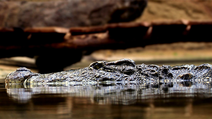 シャーマンが “人食いワニ” を退治しようとした結果･･･。