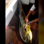 釣り上げた巨大魚をその場で捌いてみたら、中から大量の●●●が･･･。