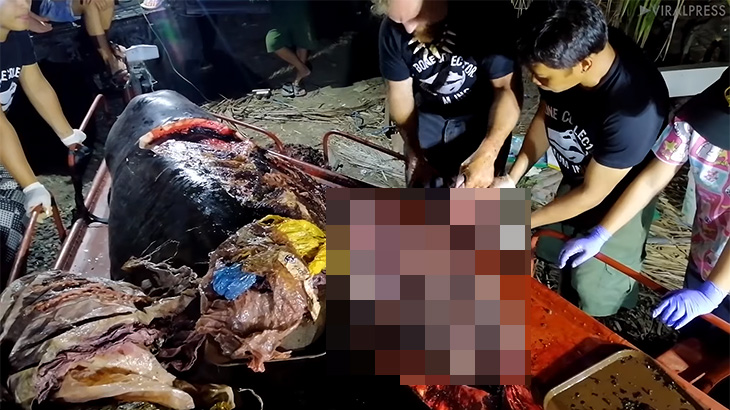【閲覧注意】死んだクジラの胃の中から “40キロものプラスチック” が発見されたグロ動画。