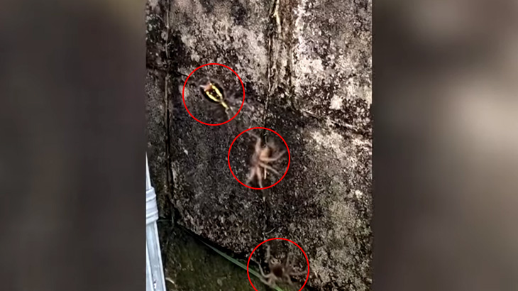 1匹のクモ vs 2匹のクモ。驚きの結末･･･。