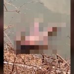 【閲覧注意】水辺で “コレ” にだけは絶対に出くわしたくない。