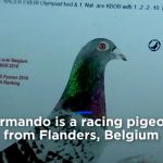 1億5800万で落札された “世界で最も価値のある鳥” をご覧ください。