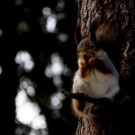 【閲覧注意】リスが何か食べてる → 近づいてみると “ソレ” はなんと･･･。