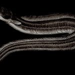 ウナギを使って “ウナニー” したら肛門から出てこなくなった男の映像。